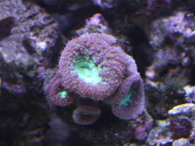 IMG_6931 green blasto