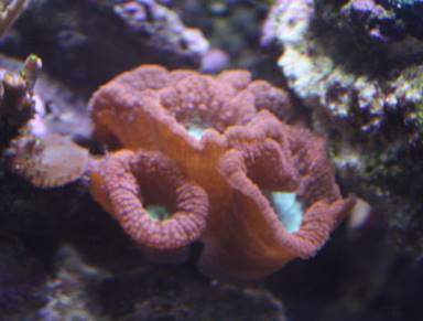 IMG_6570  red blasto