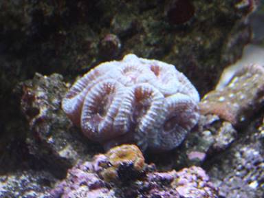 IMG_6723 frosty coral