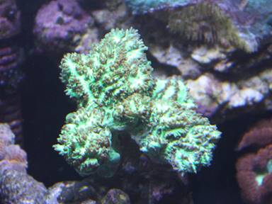 IMG_6938 green coral