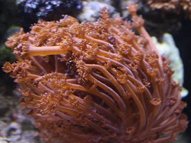 Description: Description: Description: IMG_3081 goni