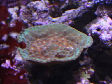 IMG_8005 yellow coral