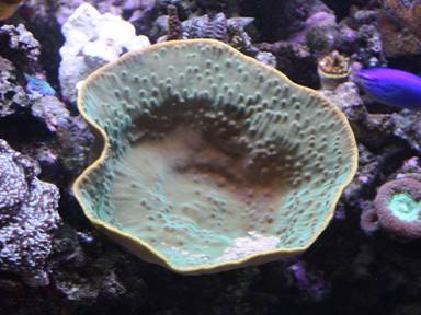 IMG_6702 yellow coral