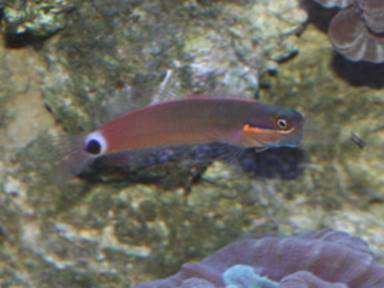 Description: Description: Description: Description: Description: Description: Description: IMG_2451 Tail Spot Blenny