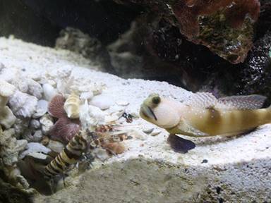 IMG_7967 pistol goby