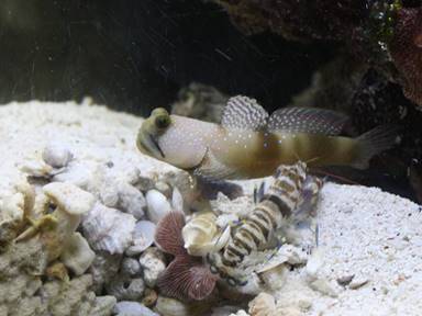 IMG_7976 pistol goby