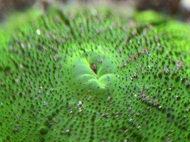 Description: IMG_2573 gra