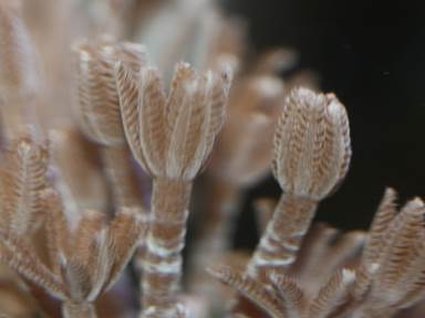 Description: IMG_2620 pz