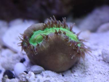 IMG_6794 walking dendro