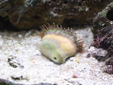 IMG_7197 walking dendro btm