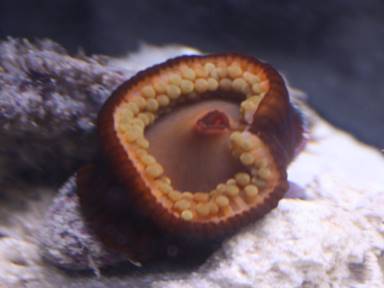 Description: Description: Description: IMG_3398 orange ball closed 2