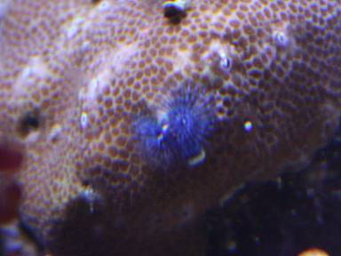 IMG_7264 xmas macro 3