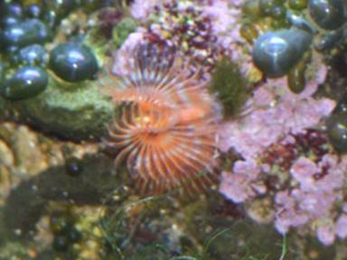 Description: Description: Description: Description: Description: Description: Description: Description: Description: Description: Description: IMG_1889 tube worm 2