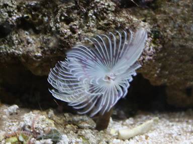 IMG_7180 feather duster