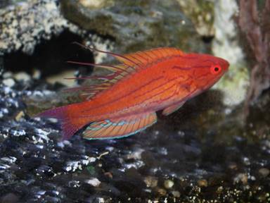 Description: Description: Description: IMG_1891 wrasse