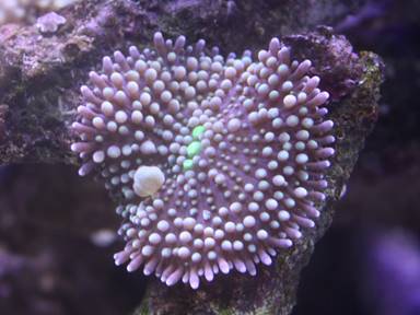 IMG_8620 Bounce Ricordea