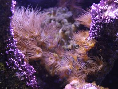 IMG_7016 yellow polyps