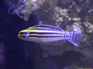 IMG_8178 stripe blenny