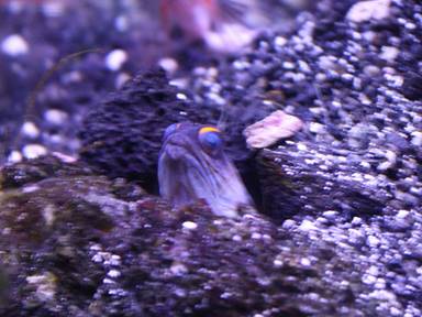IMG_7141 jawfish