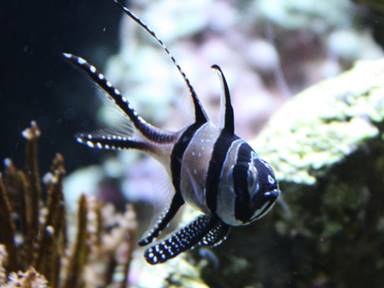 Description: Description: Description: Description: Description: Description: Description: Description: Description: Description: Description: \\STENOPUS\Shared Pictures Aquarium\2012-03-07 Aquarium\IMG_0524 bangaii.jpg