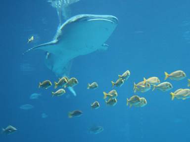 Description: Description: IMG_3079c