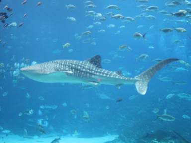 Description: Description: IMG_3111c