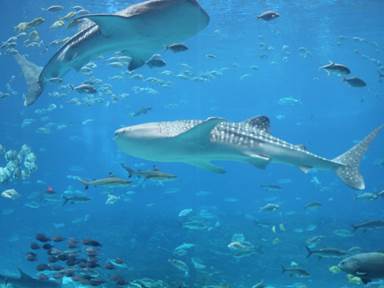 Description: Description: IMG_3107c2