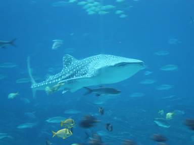 Description: Description: IMG_3152c