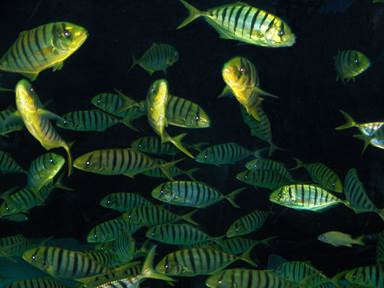 Description: Description: HPIM0915c2