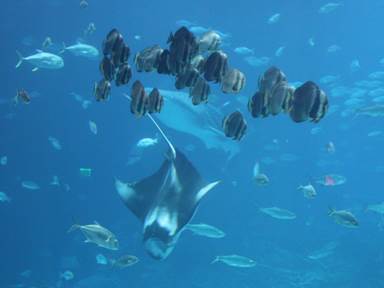 Description: Description: IMG_3099c