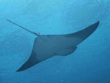 Description: Description: IMG_3010c