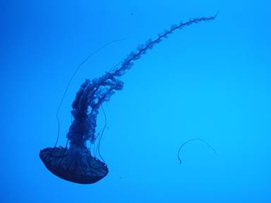 Description: Description: IMG_2918c