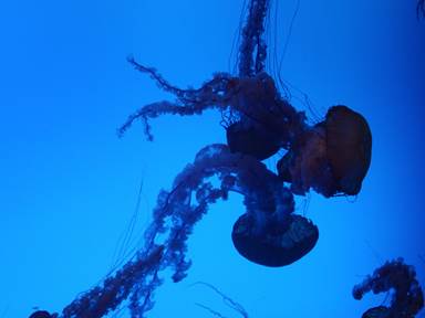 Description: Description: IMG_2912c