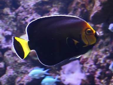 Description: Description: IMG_5479c