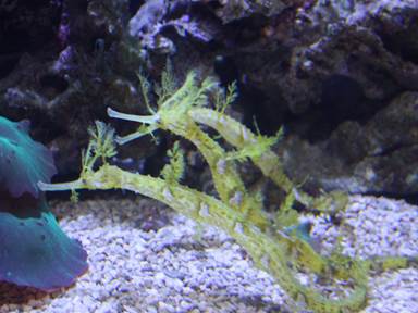 Description: Description: IMG_5444c