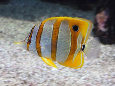 Description: Description: IMG_5434c