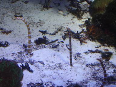 Description: Description: IMG_5498c