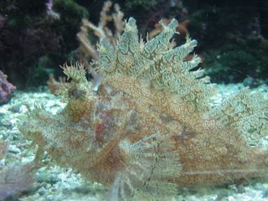 Description: Description: IMG_0344c