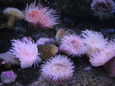 Description: Description: IMG_0346c