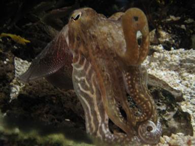 Description: Description: IMG_0252c