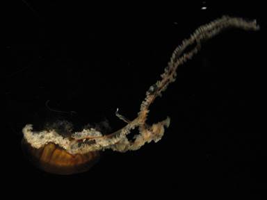 Description: Description: IMG_0257c