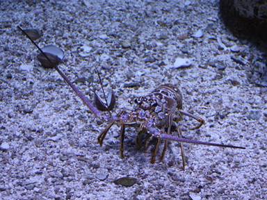 Description: Description: IMG_6615c