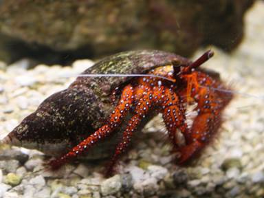 Description: Description: IMG_6566c