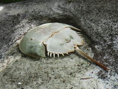 Description: Description: IMG_6525c