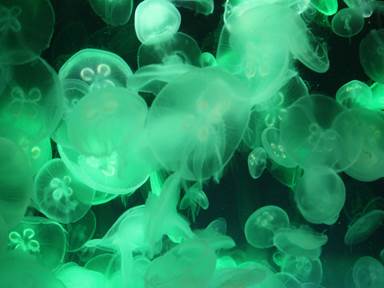 Description: Description: IMG_6766c