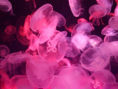 Description: Description: IMG_6760c