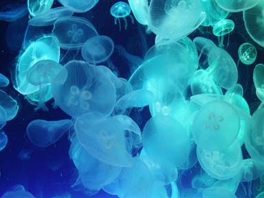 Description: Description: IMG_6755c