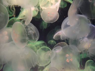 Description: Description: IMG_6753c