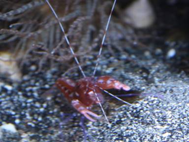 Description: Description: Description: Description: Description: Description: Description: \\STENOPUS\Shared Pictures Aquarium\New folder\IMG_0948 pistol.jpg