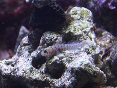IMG_8100 zebra goby